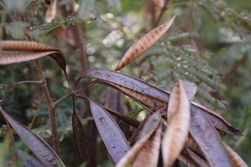 Rosh HaAyin Landscape 2
