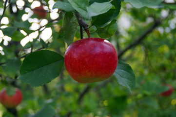 Apple on tree