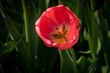 Netherlands,Lisse, a red flower with green leaves