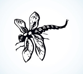 Dragonfly. Vector drawing