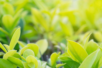 Nature fresh green leaf plant in outdoor park. Garden natural foliage botany texture closeup background. Ecology and environment concept.