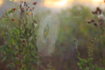 perfect spiderweb