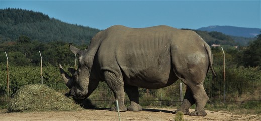 Naklejka premium nosorożec