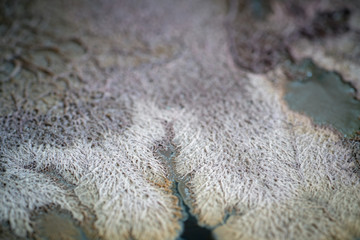 Colonies of pathology bacteria growing on the culture plate.