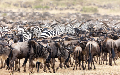Zebra and wildebeest herds in the Masai Mara