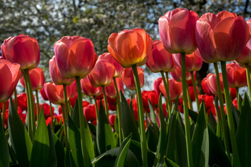 Netherlands,Lisse, a close up of a flower