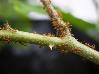 The red Ant is busy working