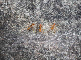 The red Ant is busy working