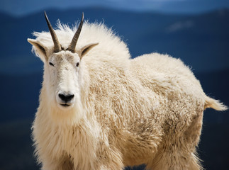 Mountain goat in Colorado's Rocky Mountains, United States.