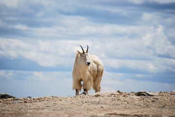 Mountain goat in Colorado's Rocky Mountains, United States.