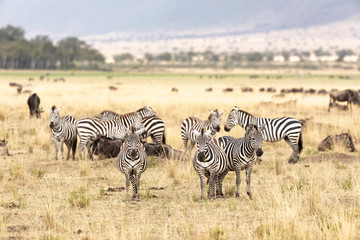 Fototapeta na wymiar Zebra and wildebeest in the grasslands of the Masai Mara