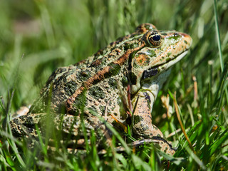 Marsh Frog in the Danube Delta, Romania. Leaves, outdoors.

