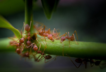 Red ant on green plant