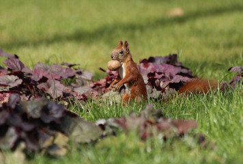 squirrel with a nut in the forest