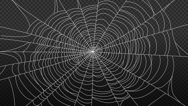 spider web isolated on transparent background vector illustration