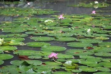 Beautiful Lily Pond in Malaysian Jungle