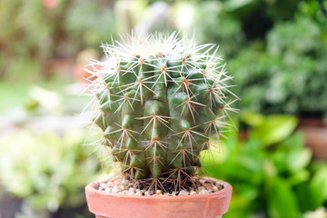 Cactus in pot, succulents or cactus.