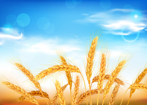 Golden wheat ears and blue sky. Vector illustration.