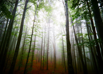 White thick mist in dark forest with rusty leaves in autumn
