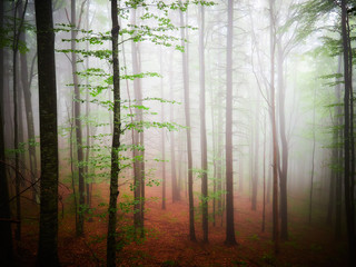 White thick mist in dark forest with rusty leaves in autumn
