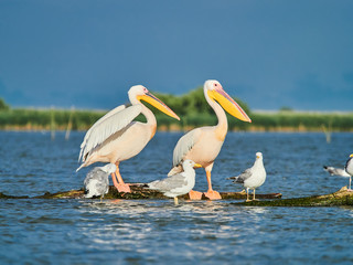 Fototapeta na wymiar Wild Pelicans in The Danube Delta in Tulcea, Romania 