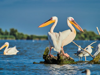 Wild Pelicans in The Danube Delta in Tulcea, Romania
