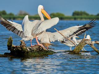 Wild Pelicans in The Danube Delta in Tulcea, Romania
