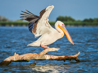 Fototapeta na wymiar Wild Pelicans in The Danube Delta in Tulcea, Romania 