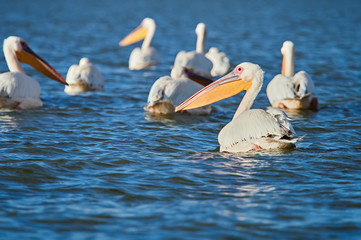 Wild Pelicans in The Danube Delta in Tulcea, Romania
