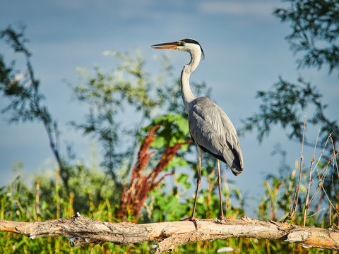 Grey Heron in Danube Delta wildlife photography
