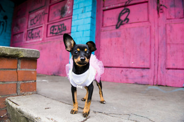 Little dog in an elegant dress and with one trailing ear