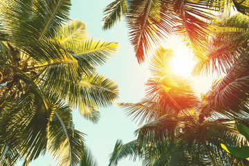 Coconut palm tree on  blue sky background. - Powered by Adobe