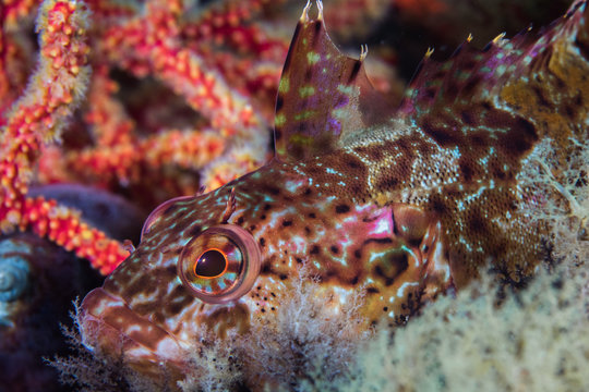 Super Klipfish (Clinus superciliosus) underwater closeup of a multi color fish hiding on the reef.