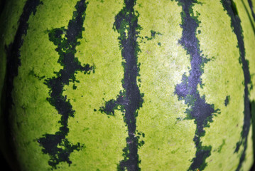 Striped watermelon surface,  organic texture background