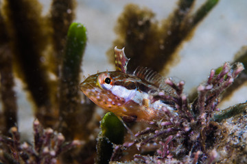 Super Klipfish baby (Clinus superciliosus) underwater front view of baby fish sitting between sea grass.