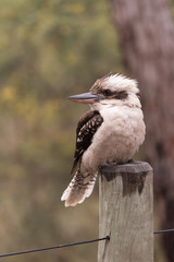 Laughing kookaburra perched on a fence post in Blackdown Tablelands National Park, Queensland, Australia.