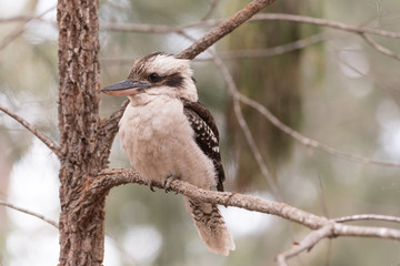 Laughing kookaburra perched on a tree branch in Blackdown Tablelands National Park, Queensland, Australia.