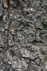 Background / Texture of tree bark