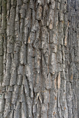 Fototapeta premium Background / Texture of tree bark