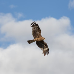 Kite in the blue sky