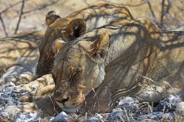 Löwen (panthera leo) im Etosha Nationalpark (Namibia)