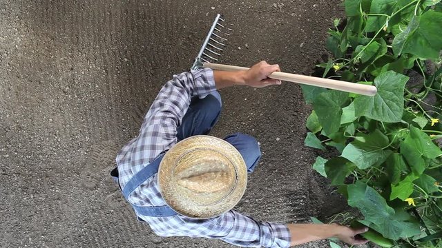 man farmer working in vegetable garden, check a plants of cucumber, top view and copy space template