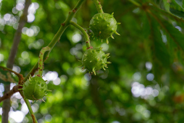 Chestnuts not fully grown on a branch