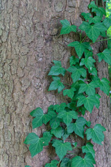 Ivy leaves growing over the bark of a tree