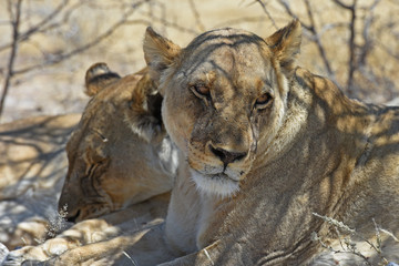 Löwen (panthera leo) im Etosha Nationalpark (Namibia)