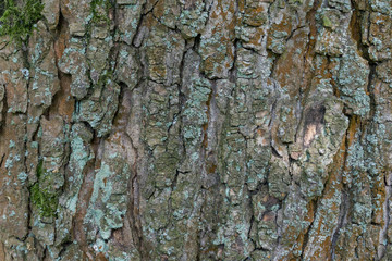 Background / Texture of tree bark