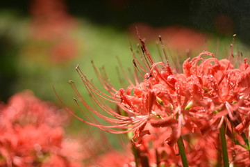彼岸花と蟻