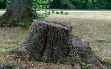 Tree stump in a park