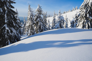Winter background with a mountain forest in the snow