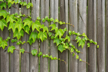 Texture / Background of green leaves growing over a wooden fence